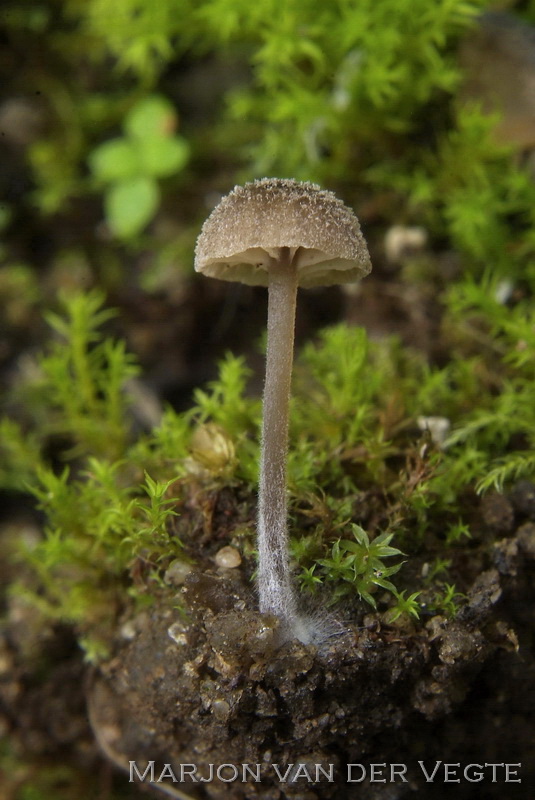 Entoloma pilosum - Entoloma pilosum